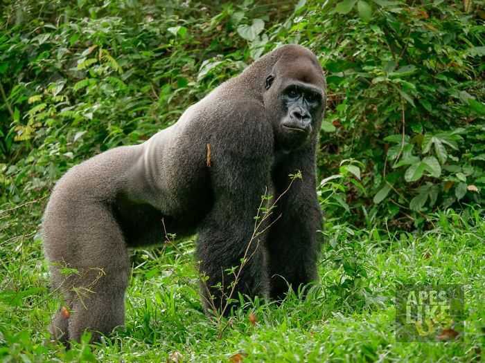 Un enorme gorilla stringe un’amicizia commovente con un piccolo cucciolo di Bush