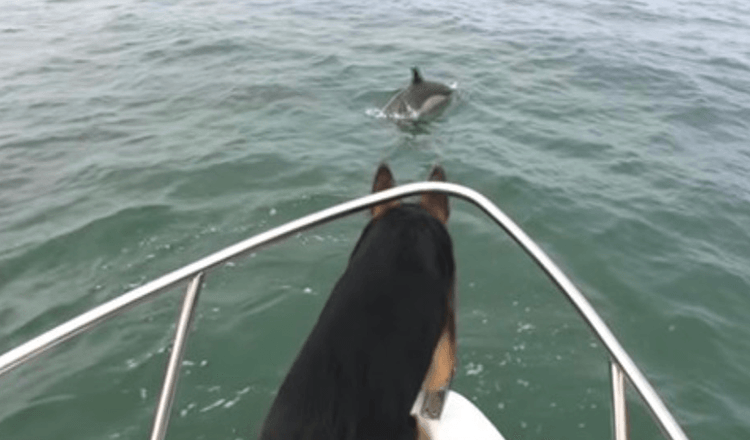 Una coppia di delfini prende in giro il pastore tedesco, così lui salta in acqua dietro di loro