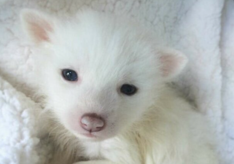 La ragazza ha comprato un simpatico cucciolo bianco. È cresciuto e si è rivelato non essere un cane, ma un animale selvatico unico