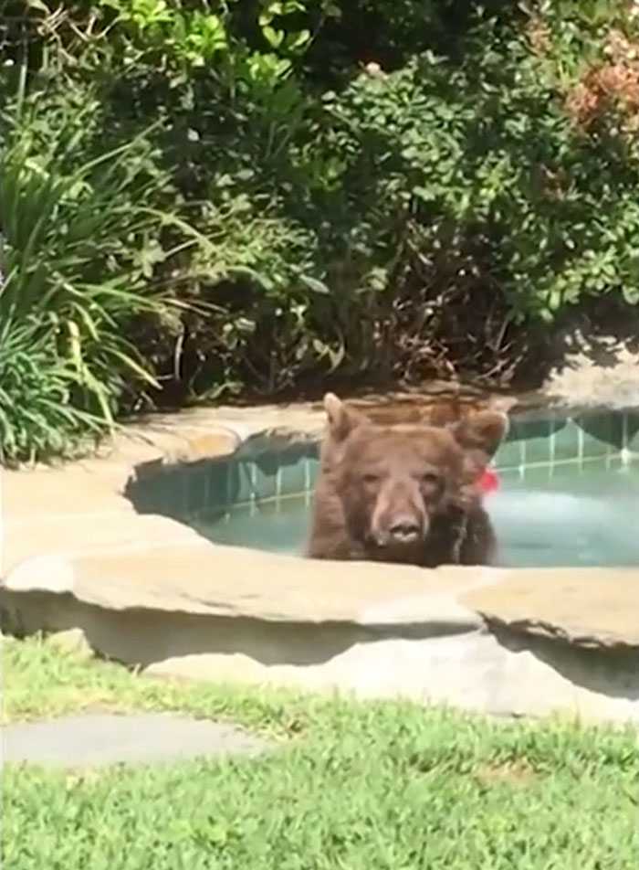 L’uomo trova l’orso seduto nella vasca idromassaggio che beve dalla sua tazza e poi fa un sonnellino