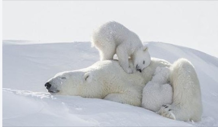 Un fotografo ha trascorso 117 ore al freddo intenso per ottenere questi scatti incredibili