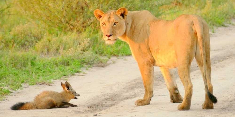 Una leonessa adotta un cucciolo di volpe ferito e lo salva dall’essere mangiato da un leone affamato