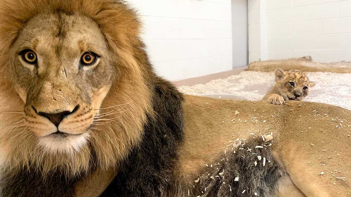 Momento da sciogliere il cuore Papà Leone si accovaccia per incontrare il suo cucciolo per la prima volta