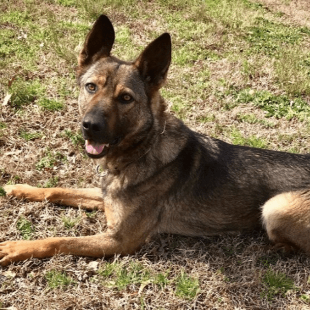 Hero German Shepherd trova una signora di 90 anni che si è persa nella foresta durante la notte