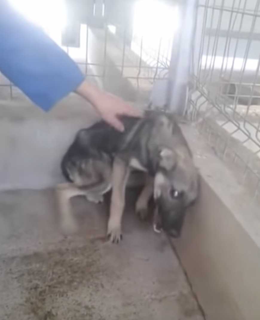 Il cane maltrattato viene accarezzato per la prima volta. Piange con lacrime di gioia quando una donna la tocca