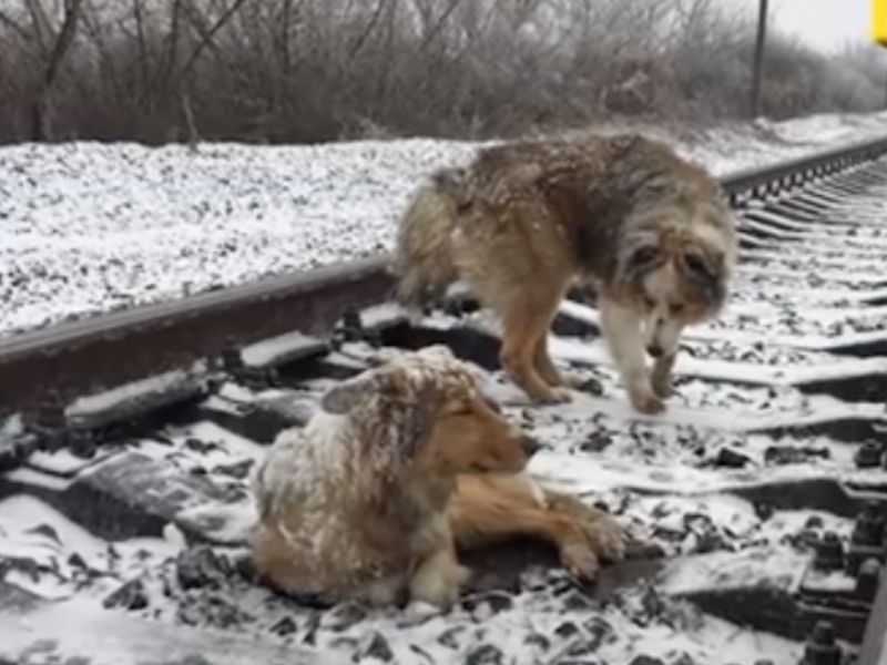 Cane ferito bloccato nei binari della ferrovia per 2 giorni protetto dal fedele fratello che si è rifiutato di andarsene