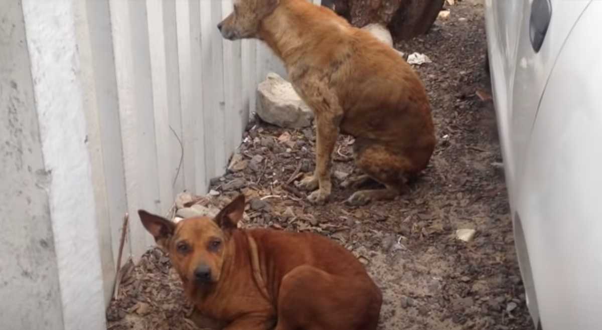 Street Dog non se ne andrebbe senza la sua amica, conduce i soccorritori da lei