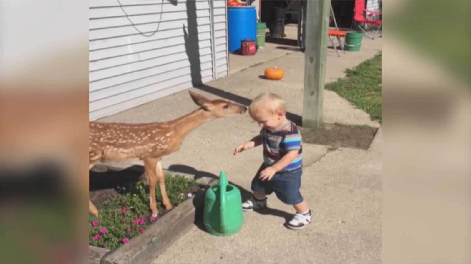 Ragazzino fa amicizia con un cervo e ottiene molto di più di quanto si aspettava in cambio