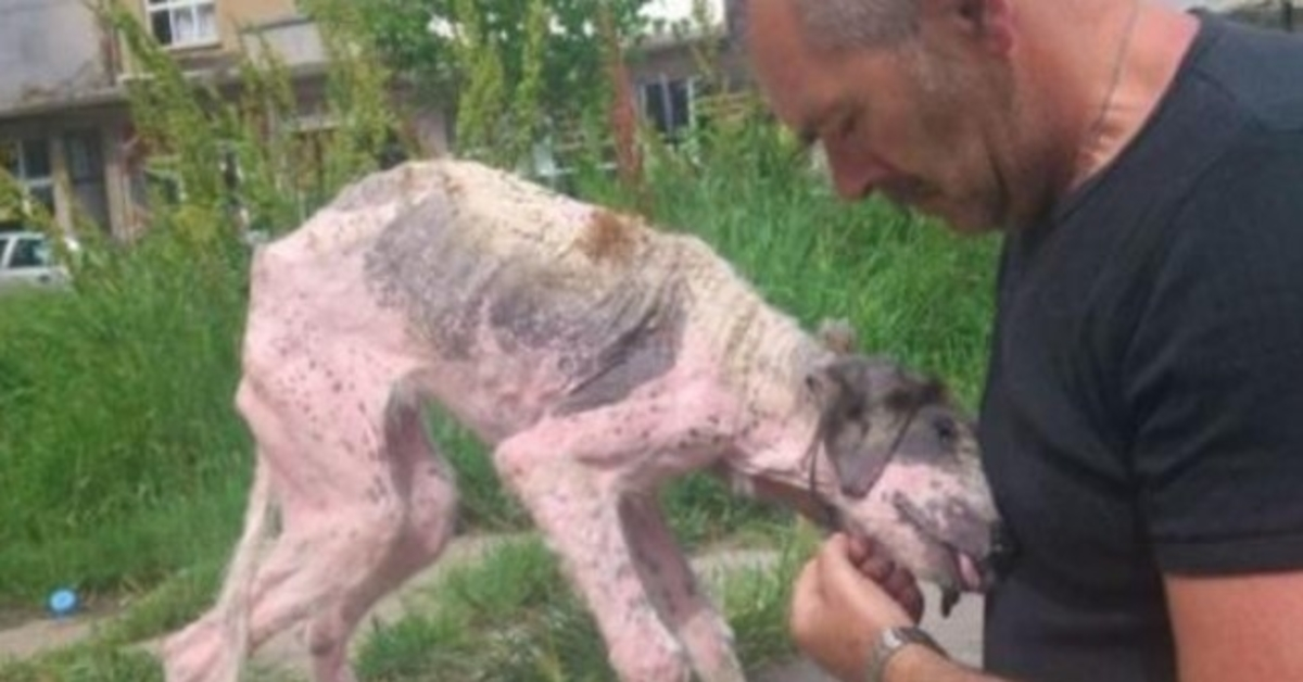 L’uomo dà l’ultimo sforzo per salvare il cane di strada sull’orlo della morte