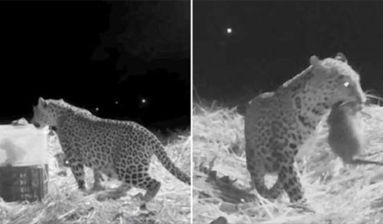 La squadra di soccorso ha registrato il ricongiungimento di mamma leopardo e cucciolo smarrito trovato da umani amichevoli