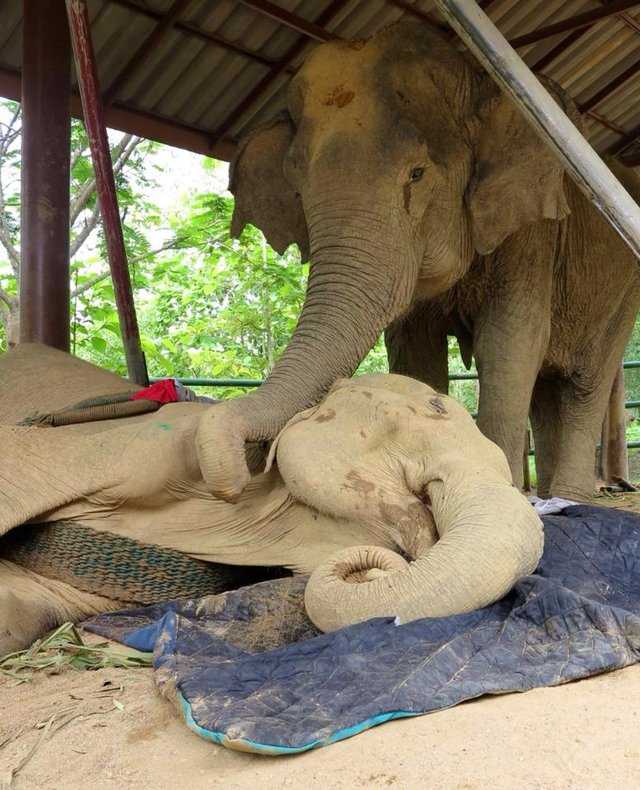 Il cane rifiuta di essere separato dal suo amico elefante nelle sue ultime ore di vita