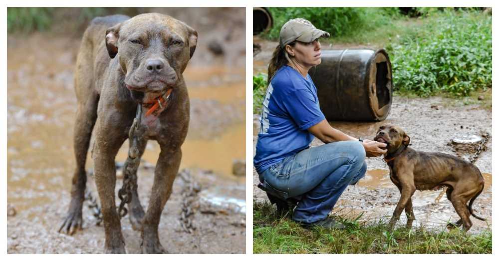 Cane malnutrito salvato da una pista da combattimento aereo prova l’amore per la prima volta