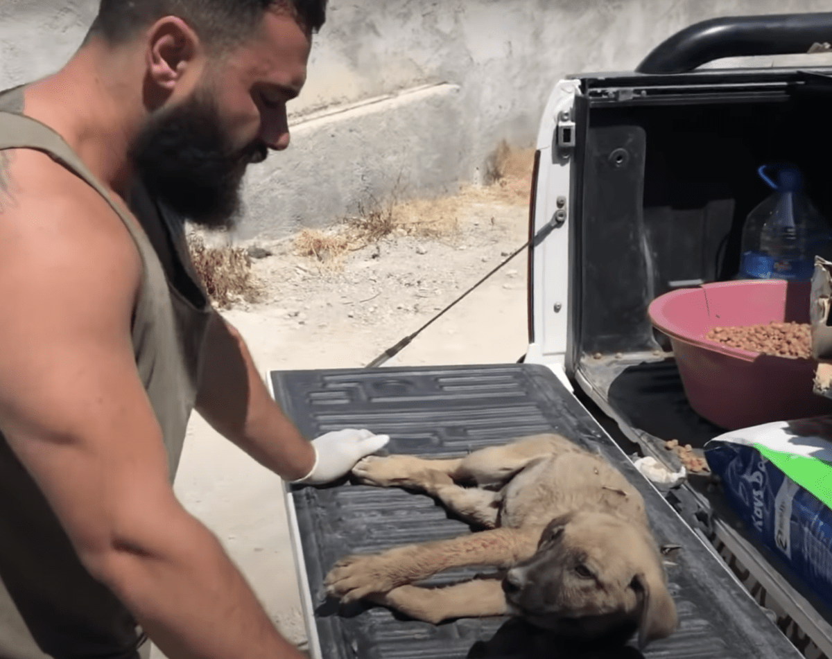 Cucciolo confuso bersagliato da minuscoli proiettili e legato con filo metallico, sentiva che era tutta colpa sua