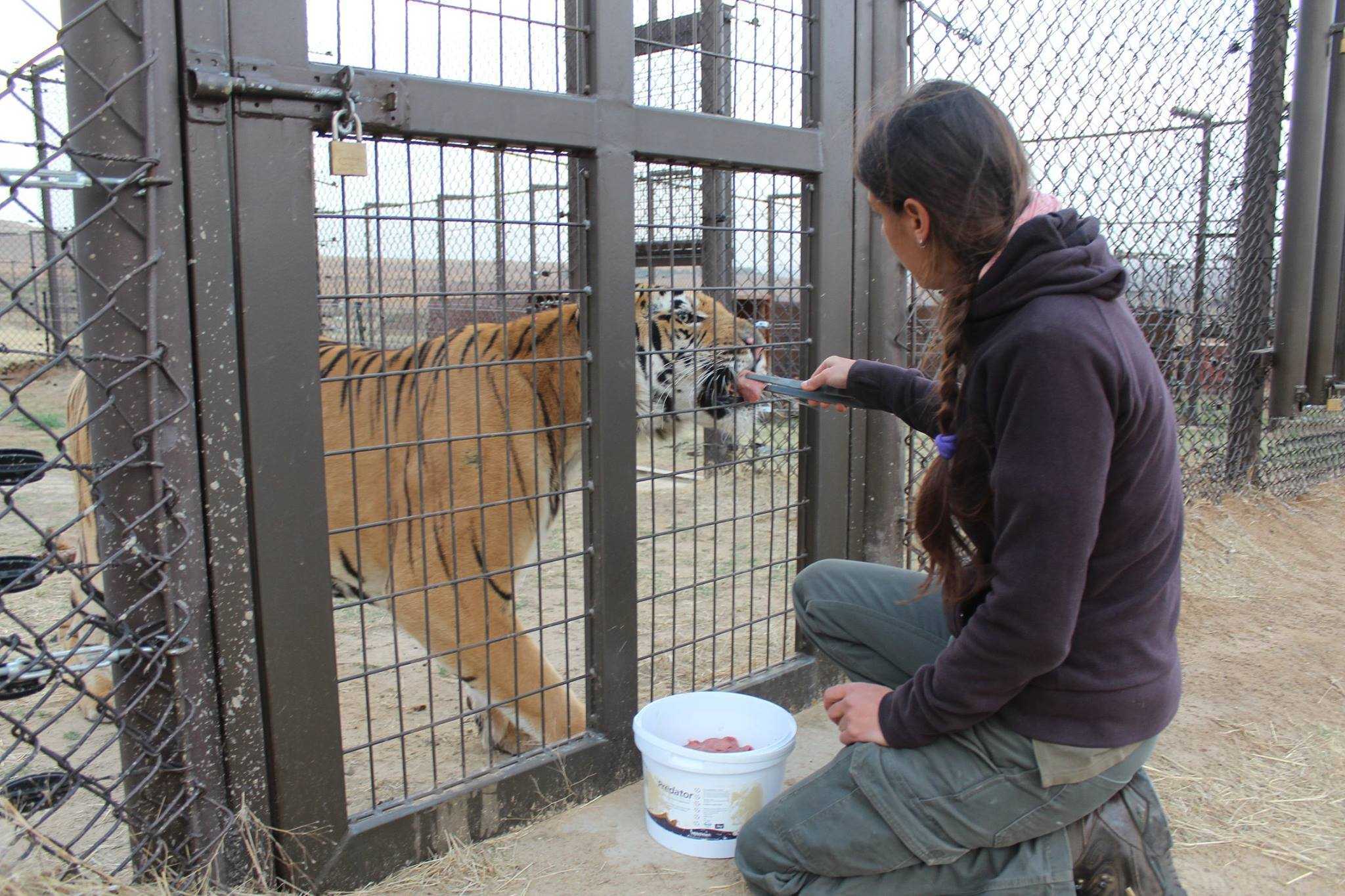 Tigre salvata dallo “zoo peggiore del mondo” ora sa come si sente la libertà