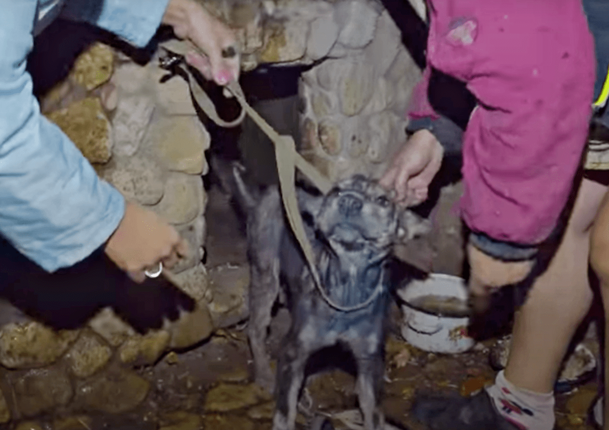 Cane debole incatenato per 5 anni piangeva mentre il soccorritore le teneva il viso tra le mani