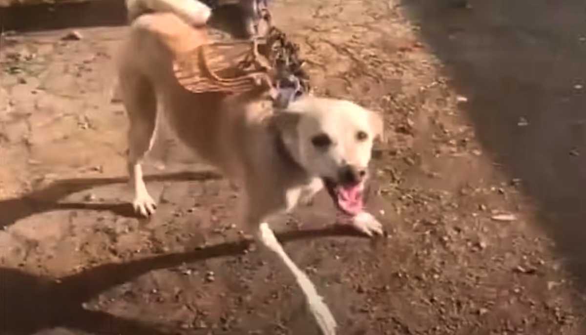 Cane rinchiuso in una stanza per oltre un anno ha mostrato i denti ai soccorritori