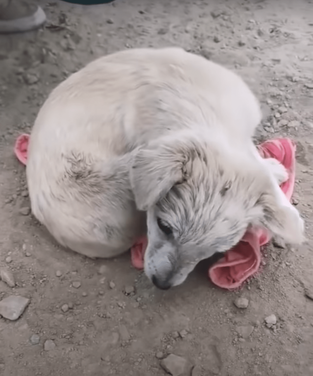 Cucciolo con danni cerebrali, raggomitolato per nascondersi, non poteva alzare la testa per ringraziare il soccorritore