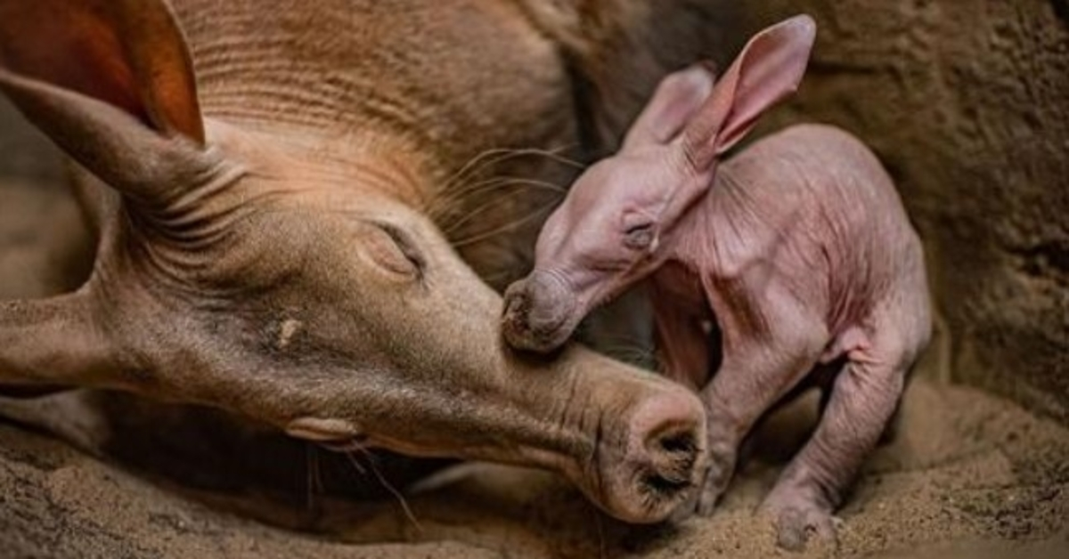 Chester Zoo “felicissimo” mentre celebra la nascita del suo primo oritteropo