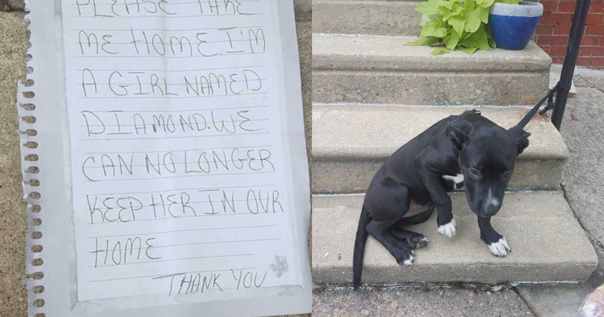 L’uomo ha trovato un cane abbandonato a una ringhiera insieme a fette di pizza e un biglietto triste