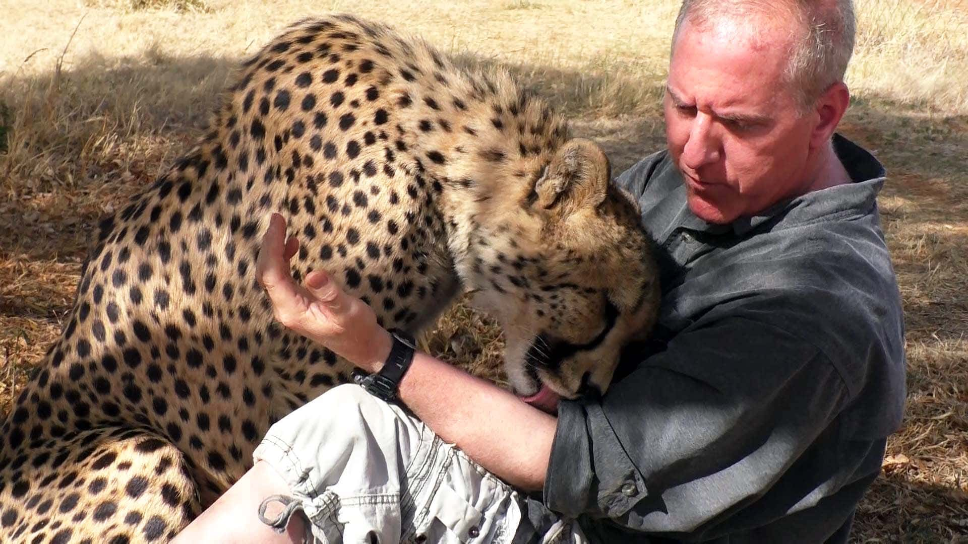 Cheetah vede un fotografo naturalista sonnecchiare sotto un albero, decide di unirsi a lui e fare anche un pisolino