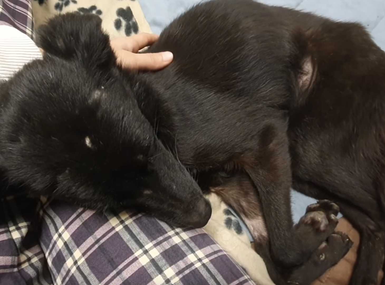 Trovato in un garage fatiscente, un cane affamato inizia a scodinzolare all’arrivo dei soccorritori