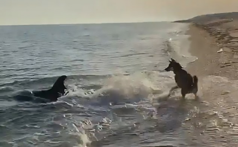 Incredibile video mostra cane e delfino che giocano insieme in spiaggia