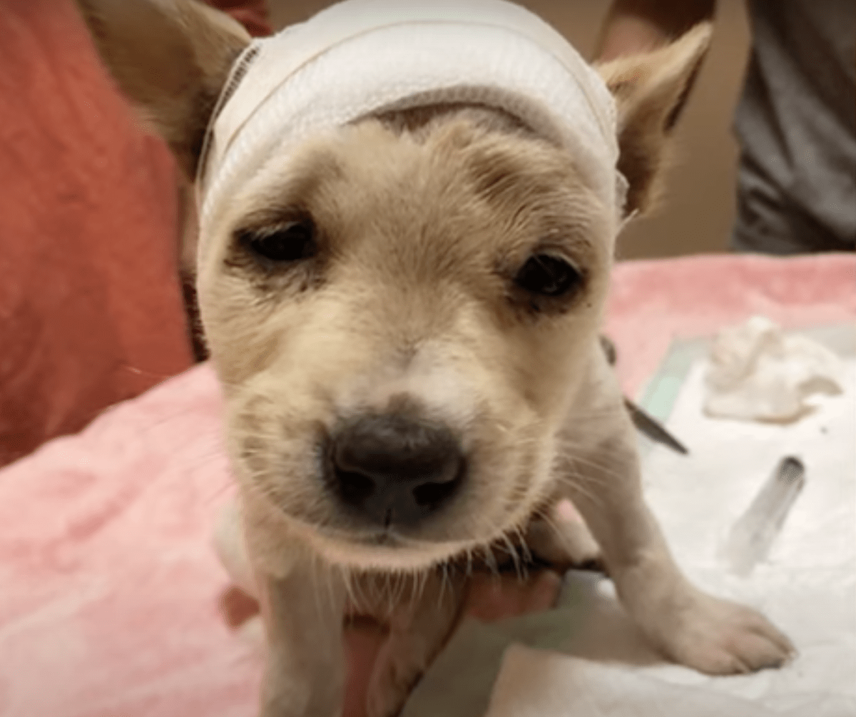 Cucciolo randagio con il cranio rotto sorprende i veterinari quando si sveglia pronto per una nuova vita