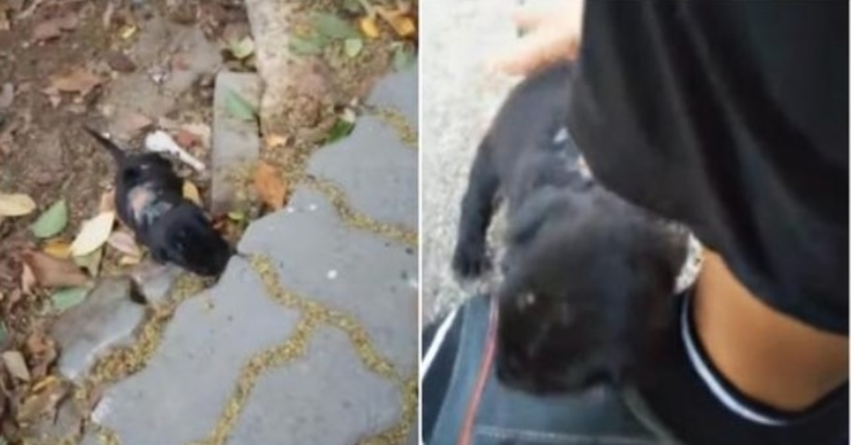 Il più piccolo cucciolo ferito sente la sua voce, entra in giardino e chiede aiuto