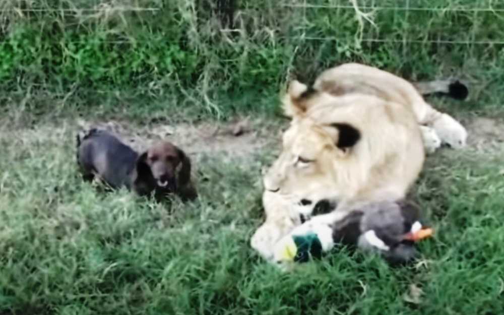 Gli spettatori sono stati presi dal panico quando il piccolo cane Wiener si è avvicinato troppo a un enorme leone di 500 libbre