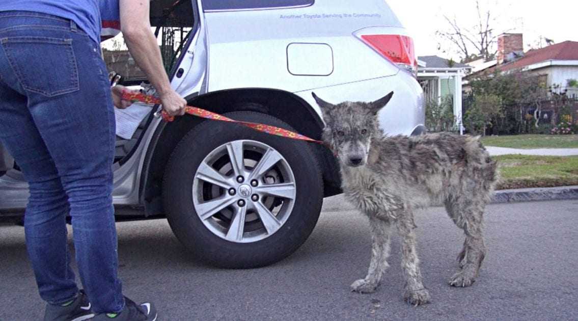 Stavano salvando un cane trascurato, ma non era un cane