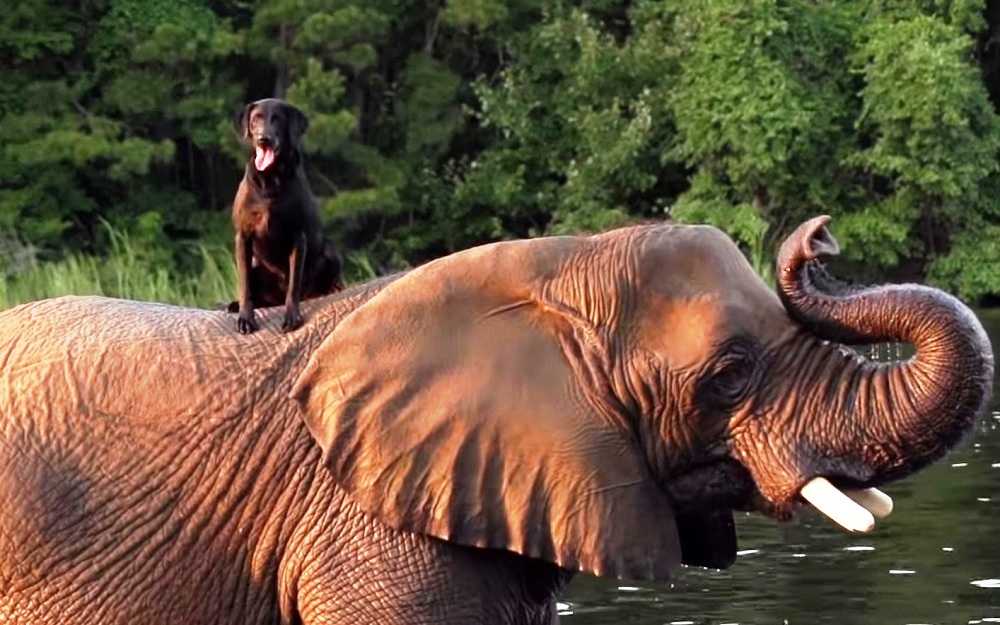 Elefante orfano non aveva un solo amico, poi un cane le è salito sulla testa