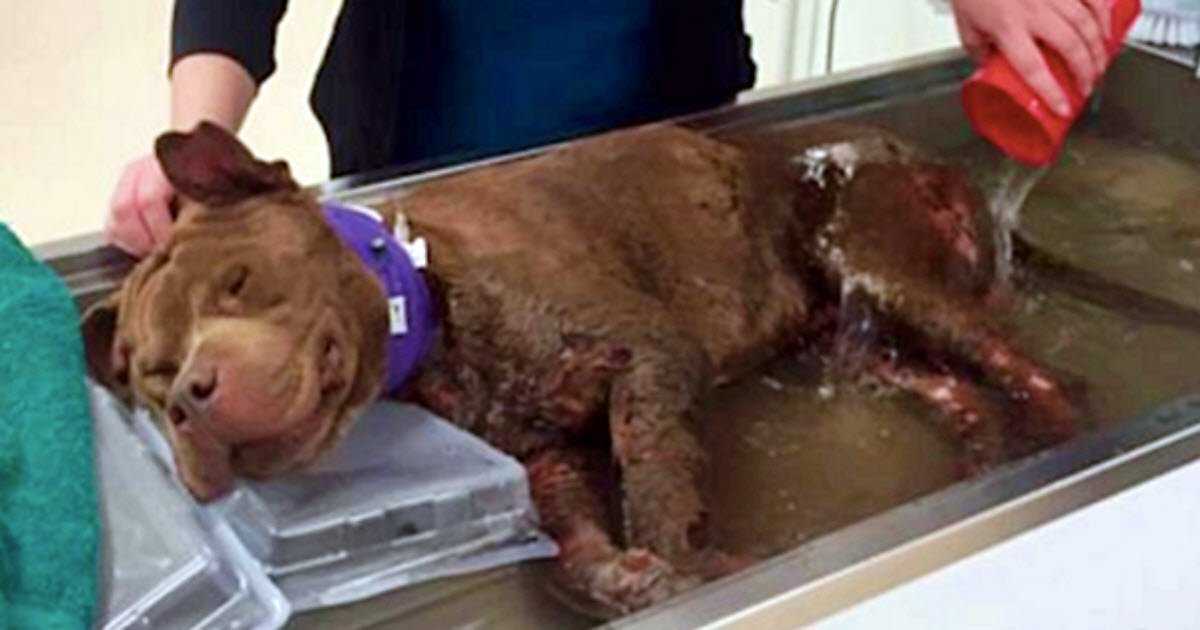 Cucciolo ferito fa il suo primo bagno caldo dopo essere stato salvato da un combattimento tra cani