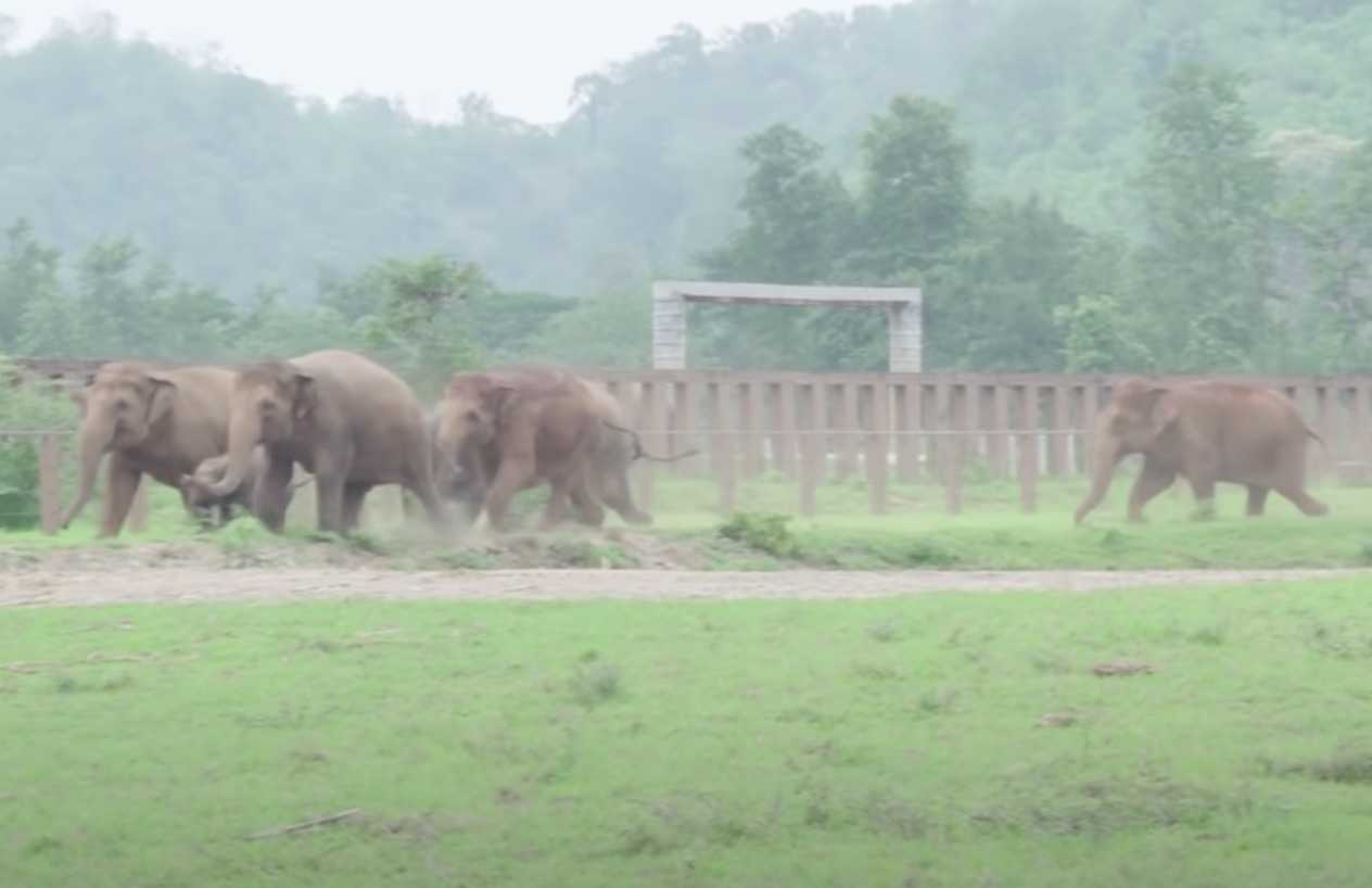 Un intero branco di elefanti corre per salutare un elefantino salvato (video)