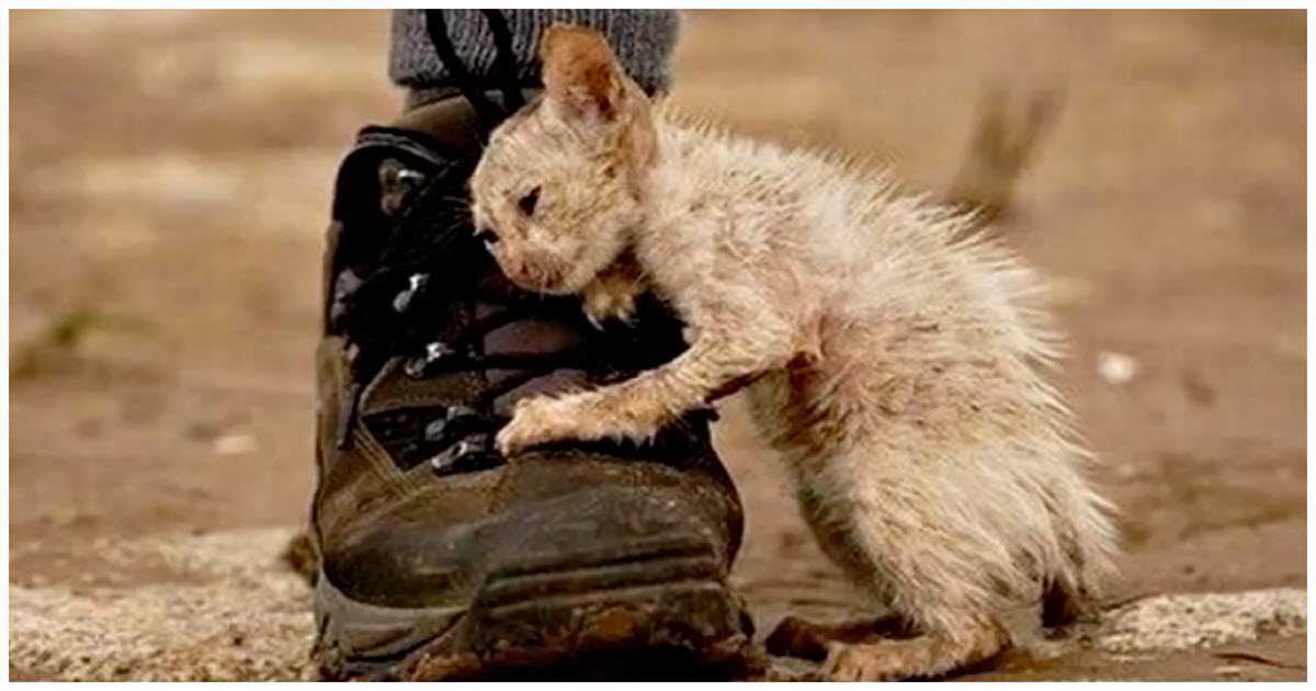 A tutti è stato detto di “non toccare” questo gatto e un uomo non ha ascoltato