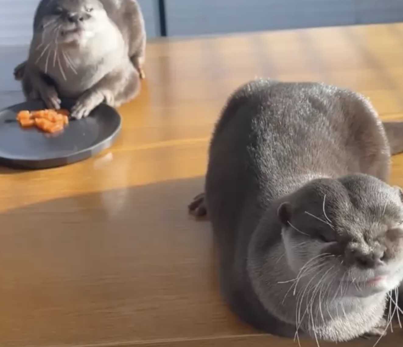 La lontra paffuta a dieta riceve un dolcetto al salmone per il cheat day ed è la cosa più carina