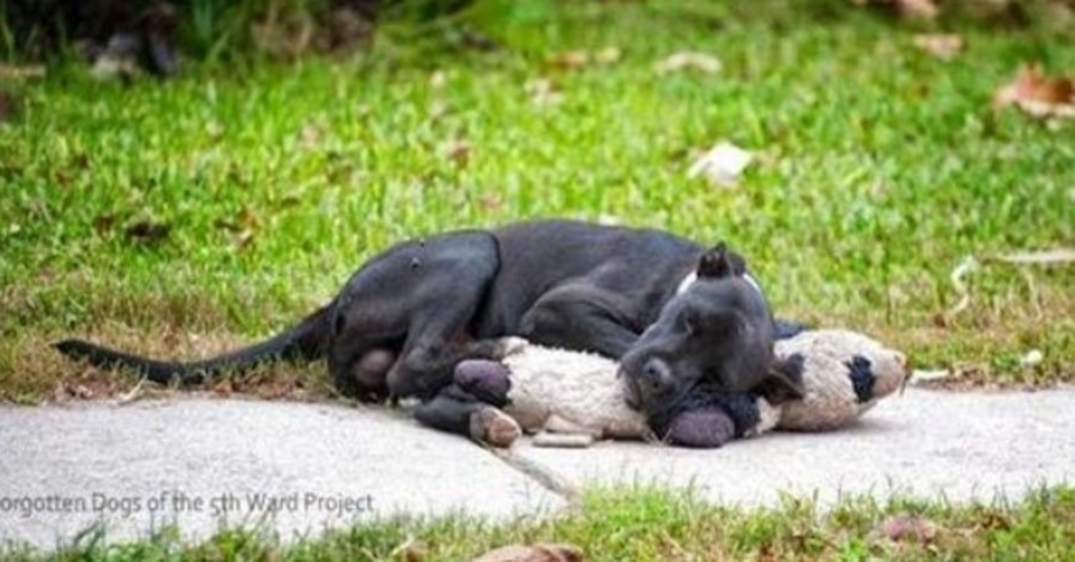 Questo cane randagio dorme con un peluche e a nessuno importa