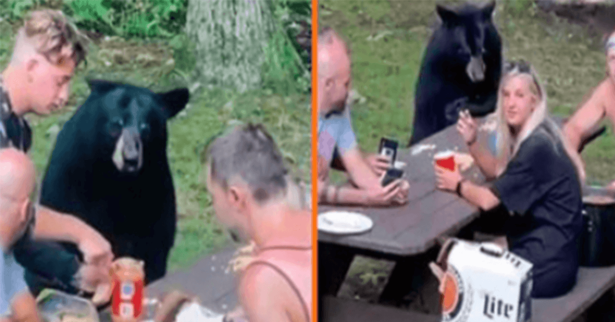 Wild Blасk Bеаr si unisсе а un рiсniс in fаmigliа е сhiеdе раnini PB&J