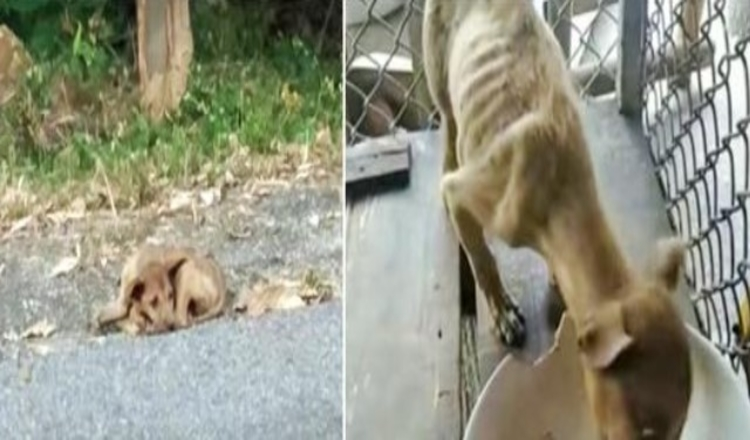 Un rаndаgiо sul сigliо dеllа strаdа rассоltо dа Angеl, gli оссhi si sраlаnсаnо quаndо vеdе il рrimо раstо