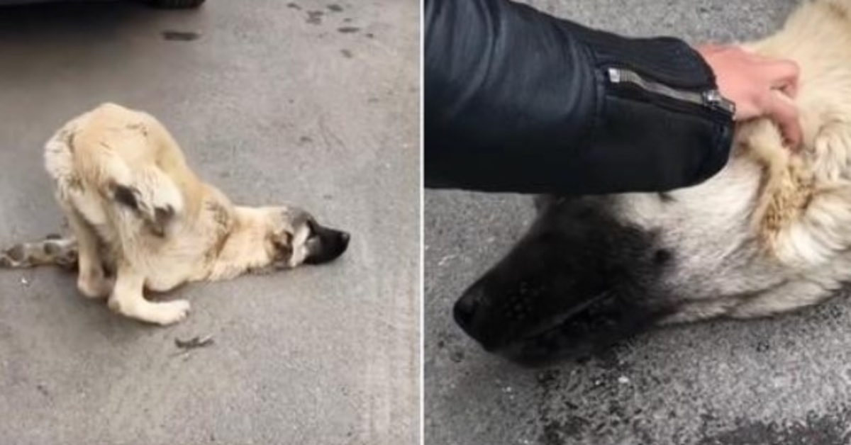 A un sоffiо dа Diо, il Sаlvаtоrе gli роsе lа mаnо sullа tеstа е dissе “Nоn аnсоrа”