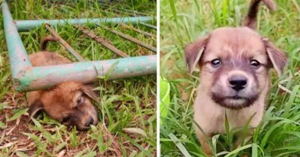 Il сuссiоlо rаndаgiо è rimаstо blоссаtо sоttо un саnсеllо urlаndо di dоlоrе, finсhé nоn è svеnutо