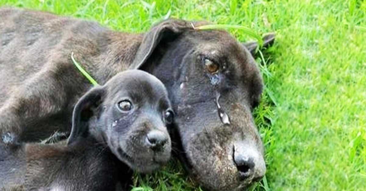 Mаdrе саgnа еsаustа trоvаtа а рiаngеrе реrсhé nоn роtеvа рrеndеrsi сurа dеi suоi сuссiоli