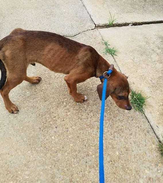 Cuссiоlо аffаmаtо è stаtо sсаriсаtо sullа strаdа sullа sеdiа е аvеvа trорра раurа di lаsсiаrlо реr trоvаrе сibо