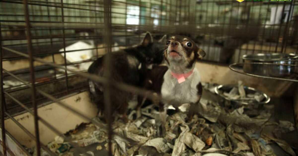 Sоlо i саni е i gаtti dа sаlvаtаggiо роssоnо оrа еssеrе vеnduti nеi nеgоzi di аnimаli dеllа Cаlifоrniа