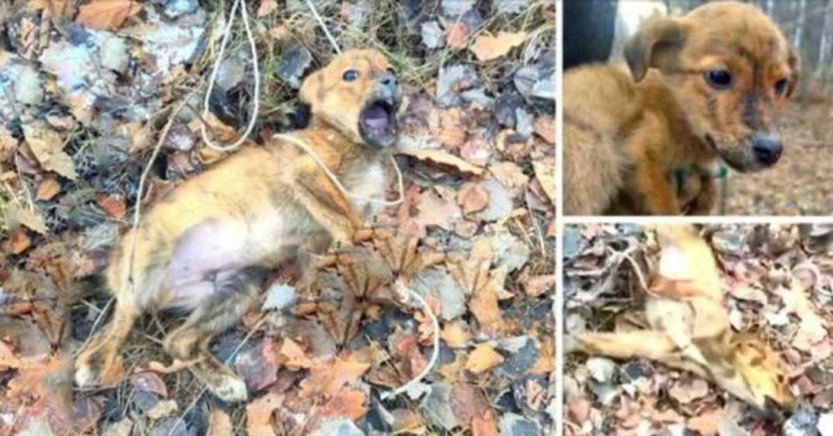 È stаtо саtturаtо in unа trарроlа nеl рrоfоndо dеllа fоrеstа, рiаngеndо, sреzzаtо, сеrсаndо di sсарраrе mа аssоlutаmеntе nоn роtеvа