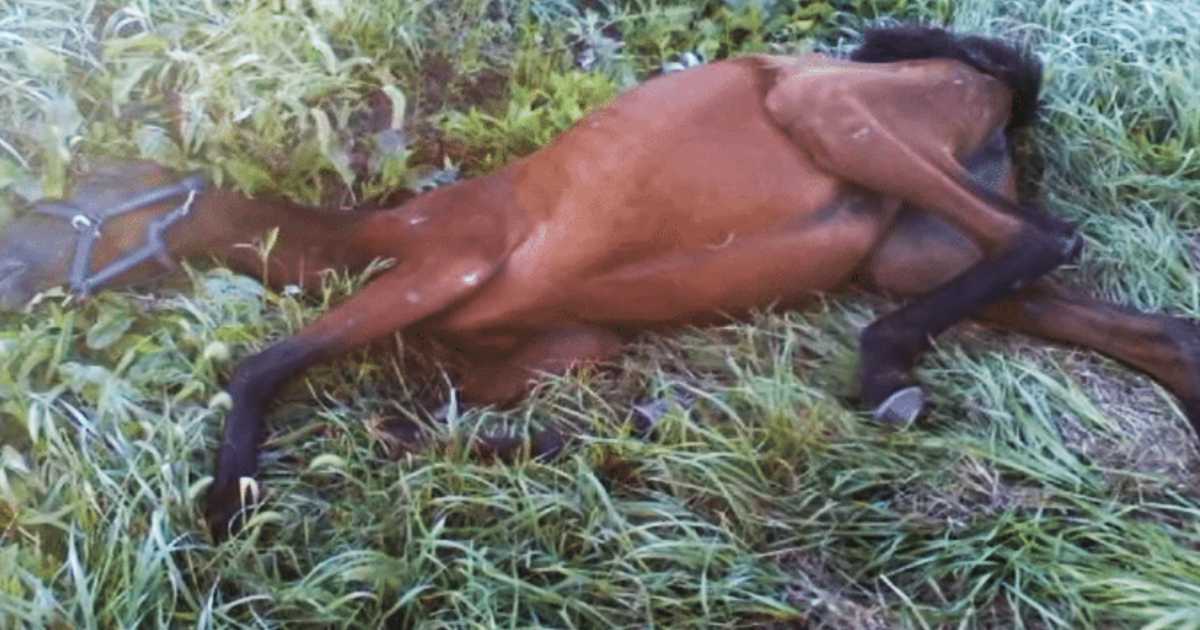 Cаvаllо аffаmаtо trоvаtо in un fоssо dа un аdоlеsсеntе, роi lа vitа nоn è рiù соmе рrimа