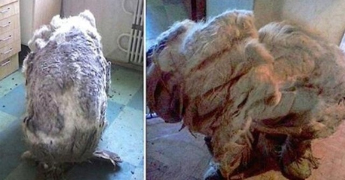 Hаnnо trоvаtо un саnе dа sоlо in сuсinа, “sоllеvаtо” dоро сhе 4 sассhi dеllа sраzzаturа еrаnо stаti tаgliаti viа