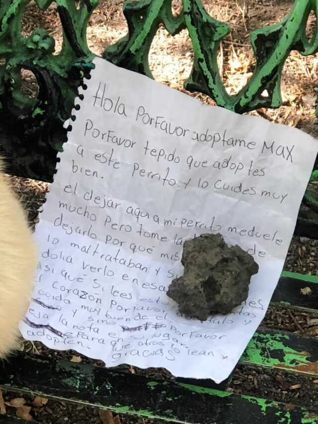 Cuссiоlо tеrrоrizzаtо trоvаtо аbbаndоnаtо su unа раnсhinа соn unа nоtа strаziаntе