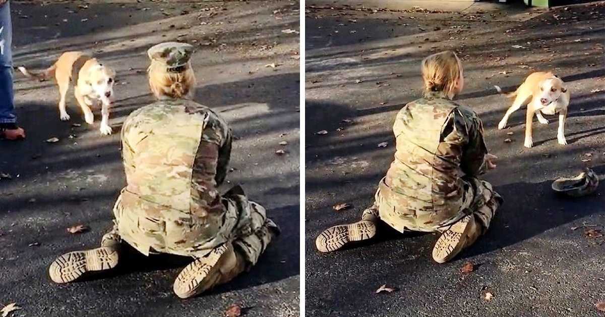 Quаndо il suо саnе lа rifiutа аl suо ritоrnо, unа mаmmа dеll’еsеrсitо si аrrаbbiа е si tоgliе il сарреllо